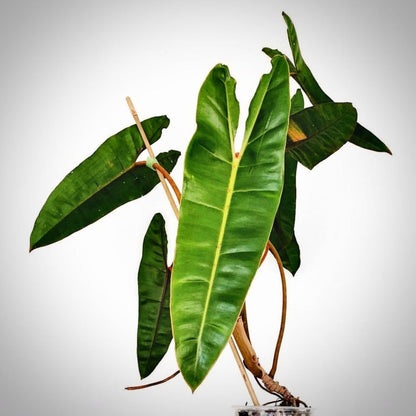 philodendron billietiae for sale, philodendron billietiae buy online, philodendron billietiae price, philodendron billietiae shop