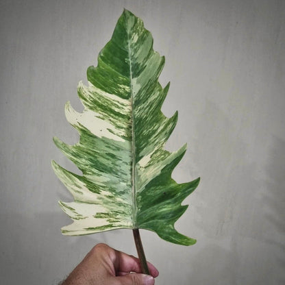 philodendron caramel marble variegata for sale, philodendron caramel marble variegata buy online, philodendron caramel marble variegata  price, philodendron caramel marble variegata shop