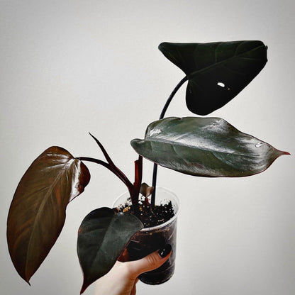 philodendron dark lord for sale, philodendron dark lord buy online, philodendron dark lord price, philodendron dark lord shop