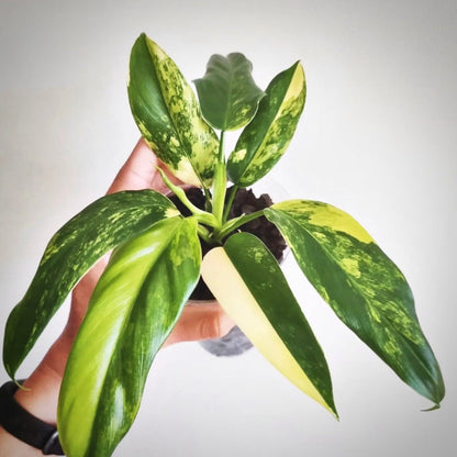 philodendron domesticum variegata for sale, philodendron domesticum variegata buy online, philodendron domesticum variegata price, philodendron domesticum variegata shop