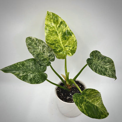 philodendron giganteum blizzard for sale, philodendron giganteum blizzard buy online, philodendron giganteum blizzard price, philodendron giganteum blizzard shop