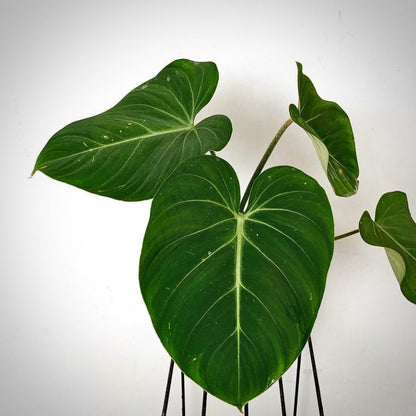 philodendron gloriosum for sale, philodendron gloriosum buy online, philodendron gloriosum price, philodendron gloriosum shop