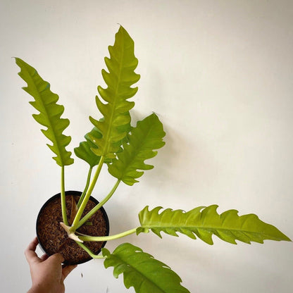 philodendron golden saw for sale, philodendron golden saw buy online, philodendron golden saw price, philodendron golden saw shop