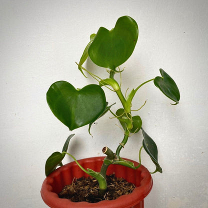 philodendron grazielae for sale, philodendron grazielae buy online, philodendron grazielae price, philodendron grazielae shop