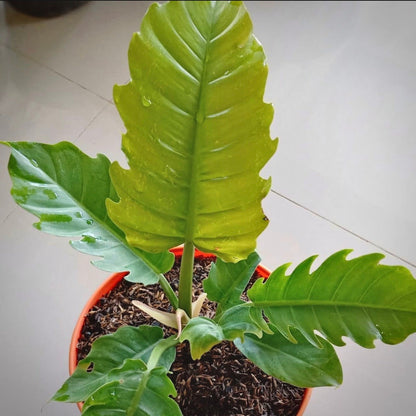 philodendron greenshaw for sale, philodendron greenshaw buy online, philodendron greenshaw price, philodendron greenshaw shop