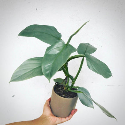 philodendron hastatum for sale, philodendron hastatum buy online, philodendron hastatum price, philodendron hastatum shop