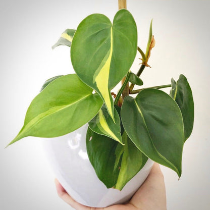 philodendron hederaceum brasil for sale, philodendron hederaceum brasil buy online, philodendron hederaceum brasil price, philodendron hederaceum brasil shop