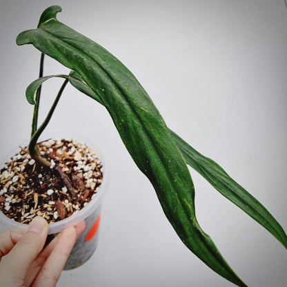 philodendron holtonianum for sale, philodendron holtonianum buy online, philodendron holtonianum  price, philodendron holtonianum  shop