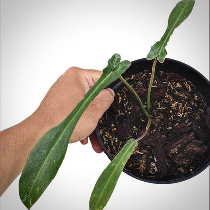 philodendron joepii for sale, philodendron joepii buy online, philodendron joepii price, philodendron joepii shop