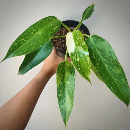 philodendron  jose buono for sale, philodendron  jose buono buy online, philodendron  jose buono price, philodendron  jose buono shop