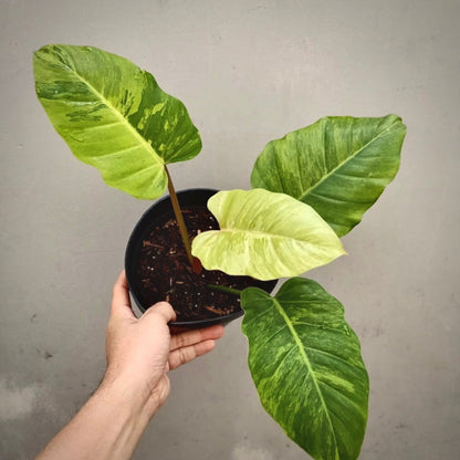 philodendron  jungle fever variegata  for sale, philodendron  jungle fever variegata buy online, philodendron  jungle fever variegata  price, philodendron jungle fever variegata  shop