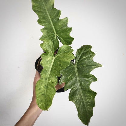 philodendron lime fiddle for sale, philodendron lime fiddle buy online, philodendron lime fiddle price, philodendron lime fiddle shop