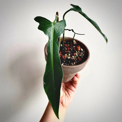 philodendron longilobatum for sale, philodendron longilobatum  buy online, philodendron longilobatum  price, philodendron longilobatum  shop