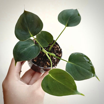 philodendron lupinum for sale, philodendron lupinum buy online, philodendron lupinum price, philodendron lupinum shop