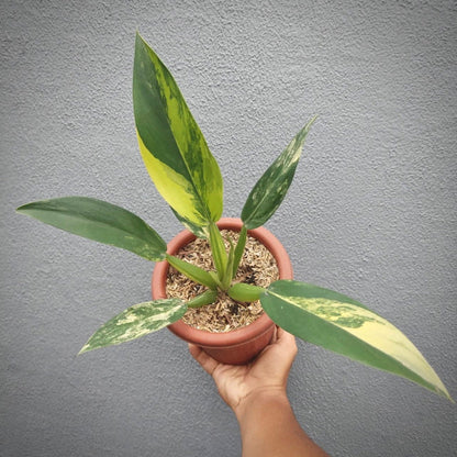 philodendron martianum variegata  for sale, philodendron martianum variegata buy online, philodendron martianum variegata price, philodendron martianum variegata shop