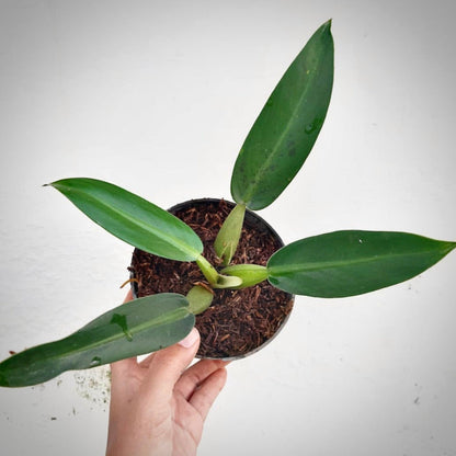 philodendron martianum for sale, philodendron martianum buy online, philodendron martianum price, philodendron martianum shop