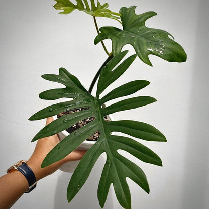 philodendron mayoi for sale, philodendron mayoi  buy online, philodendron mayoi  price, philodendron mayoi  shop