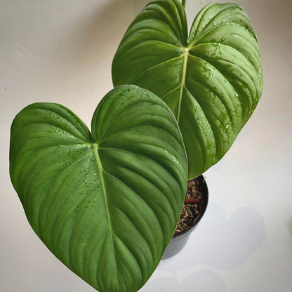 philodendron mcdowell for sale, philodendron mcdowell buy online, philodendron mcdowell price, philodendron mcdowell shop