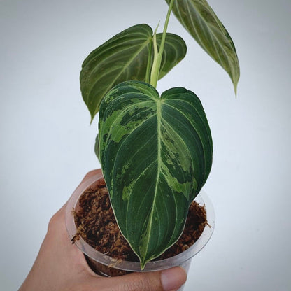 philodendron melanochrysum variegata for sale, philodendron melanochrysum variegata buy online, philodendron melanochrysum variegata price, philodendron melanochrysum variegata shop