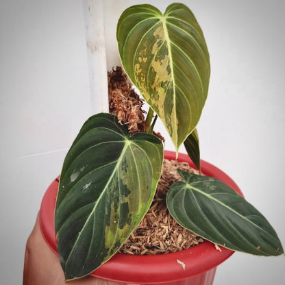 philodendron melanochrysum variegata for sale, philodendron melanochrysum variegata buy online, philodendron melanochrysum variegata price, philodendron melanochrysum variegata shop