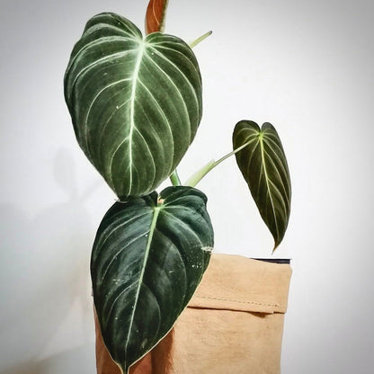 philodendron melanochrysum for sale, philodendron melanochrysum buy online, philodendron melanochrysum price, philodendron melanochrysum shop