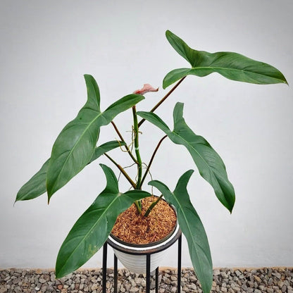 philodendron mexicanum  for sale, philodendron mexicanum  buy online, philodendron mexicanum price, philodendron mexicanum  shop