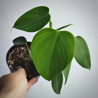 philodendron microstictum for sale, philodendron microstictum buy online, philodendron microstictum price, philodendron microstictum shop