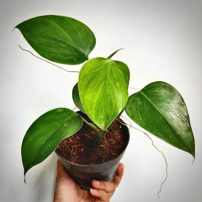 philodendron microstictum for sale, philodendron microstictum buy online, philodendron microstictum price, philodendron microstictum shop