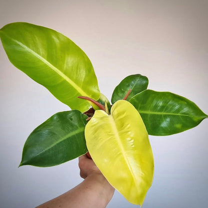 philodendron moonlight for sale, philodendron moonlight buy online, philodendron moonlight price, philodendron moonlight shop