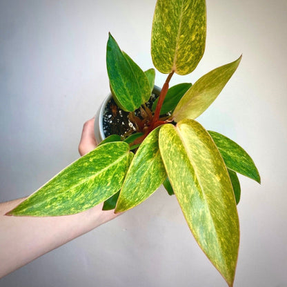 philodendron painted lady for sale, philodendron painted lady buy online, philodendron painted lady price, philodendron painted lady  shop