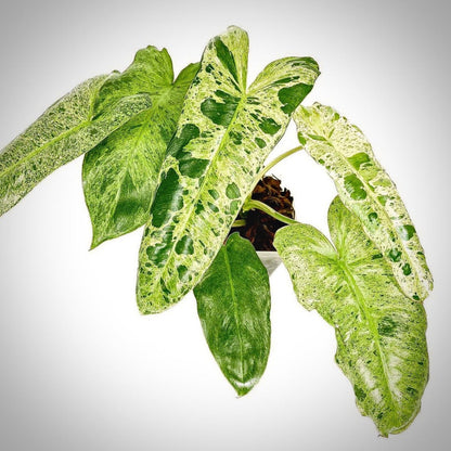 philodendron paraiso verde for sale, philodendron paraiso verde buy online, philodendron paraiso verde price, philodendron paraiso verde  shop