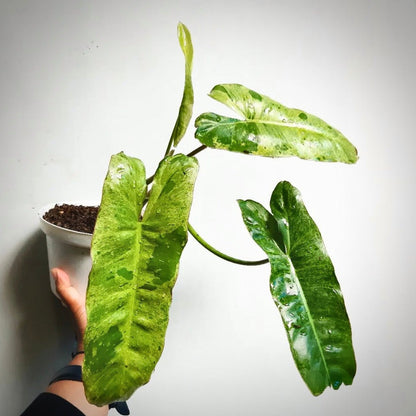 philodendron paraiso verde for sale, philodendron paraiso verde buy online, philodendron paraiso verde price, philodendron paraiso verde  shop