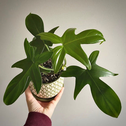 philodendron pedatum for sale, philodendron pedatum buy online, philodendron pedatum price, philodendron pedatum shop