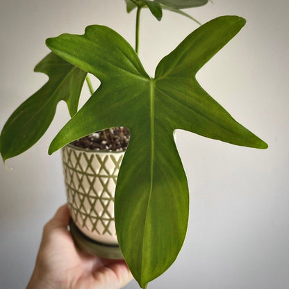 philodendron pedatum for sale, philodendron pedatum buy online, philodendron pedatum price, philodendron pedatum shop