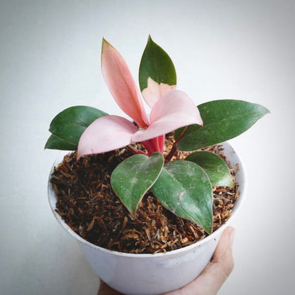 philodendron pink congo for sale, philodendron pink congo buy online, philodendron pink congo price, philodendron pink congo shop