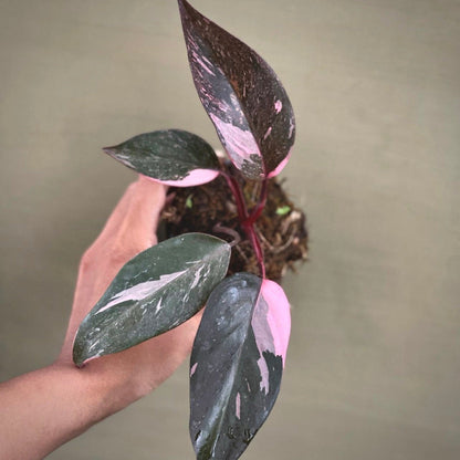 philodendron pink princess galaxy for sale, philodendron pink princess galaxy  buy online, philodendron pink princess galaxy price, philodendron pink princess galaxy shop