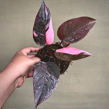 philodendron pink princess galaxy for sale, philodendron pink princess galaxy  buy online, philodendron pink princess galaxy price, philodendron pink princess galaxy shop