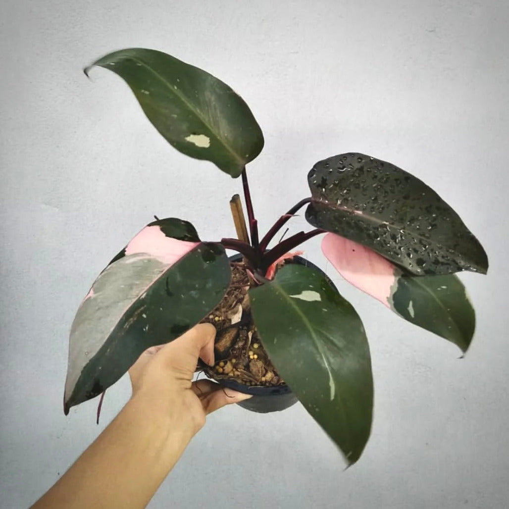 philodendron pink princess  for sale, philodendron pink princess  buy online, philodendron pink princess price, philodendron pink princess shop