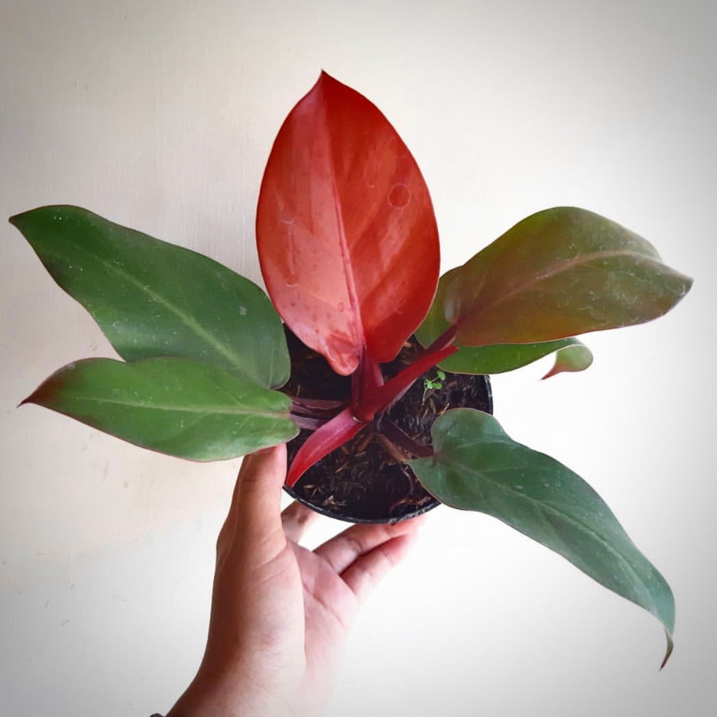 Philodendron Red Cherry For Sale | Philodendron Red Cherry Seeds ...