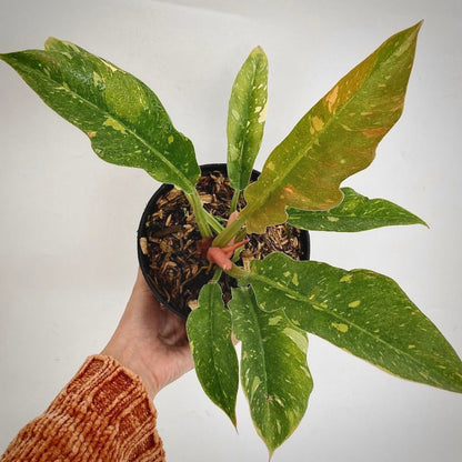 philodendron ring of fire variegata for sale, philodendron ring of fire variegata buy online, philodendron ring of fire variegata price, philodendron ring of fire variegata shop