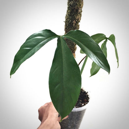 philodendron sancta martinense for sale, philodendron sancta martinense buy online, philodendron sancta martinense price, philodendron sancta martinense shop