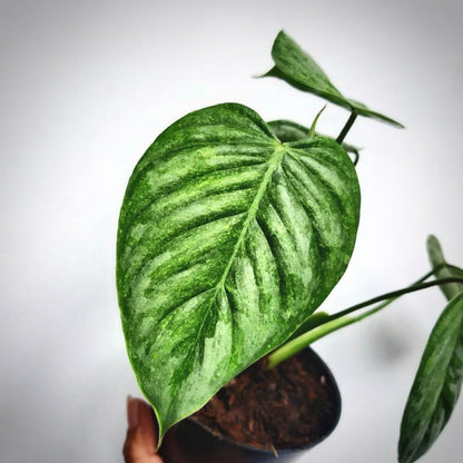 philodendron sodiroi variegata for sale, philodendron sodiroi variegata buy online, philodendron sodiroi variegata price, philodendron sodiroi variegata shop