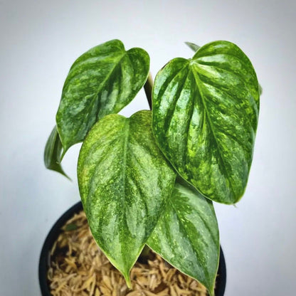 philodendron sodiroi variegata for sale, philodendron sodiroi variegata buy online, philodendron sodiroi variegata price, philodendron sodiroi variegata shop