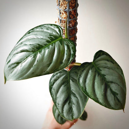 philodendron sodiroi for sale, philodendron sodiroi buy online, philodendron sodiroi price, philodendron sodiroi shop