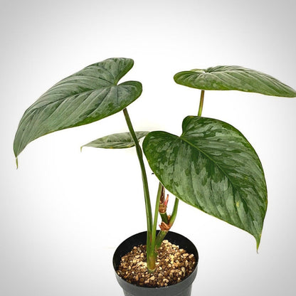 philodendron sodiroi for sale, philodendron sodiroi buy online, philodendron sodiroi price, philodendron sodiroi shop