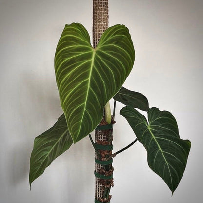 philodendron splendid for sale, philodendron splendid buy online, philodendron splendid price, philodendron splendid shop