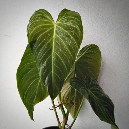 philodendron splendid for sale, philodendron splendid buy online, philodendron splendid price, philodendron splendid shop