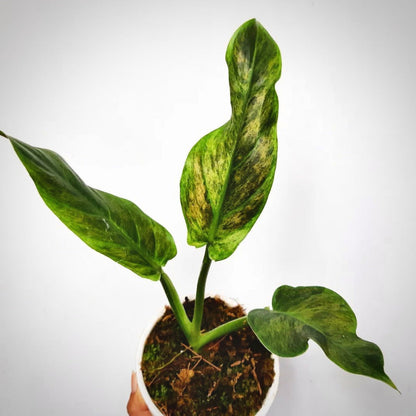 philodendron subhastatum variegata for sale, philodendron subhastatum variegata buy online, philodendron subhastatum variegata price, philodendron subhastatum variegata shop