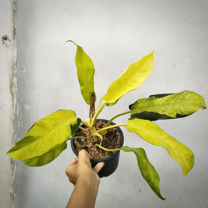 philodendron thai sunrise for sale, philodendron thai sunrise buy online, philodendron thai sunrise price, philodendron thai sunrise shop