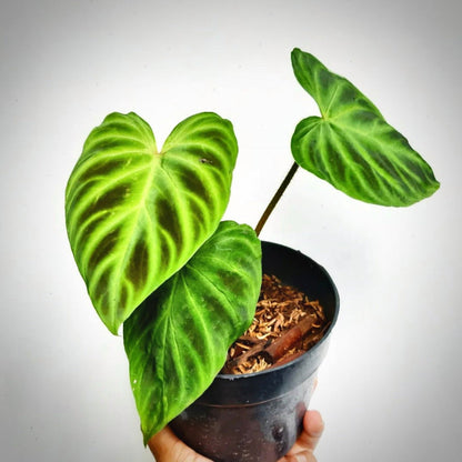 philodendron verrucosum for sale, philodendron verrucosum buy online, philodendron verrucosum price, philodendron verrucosum shop